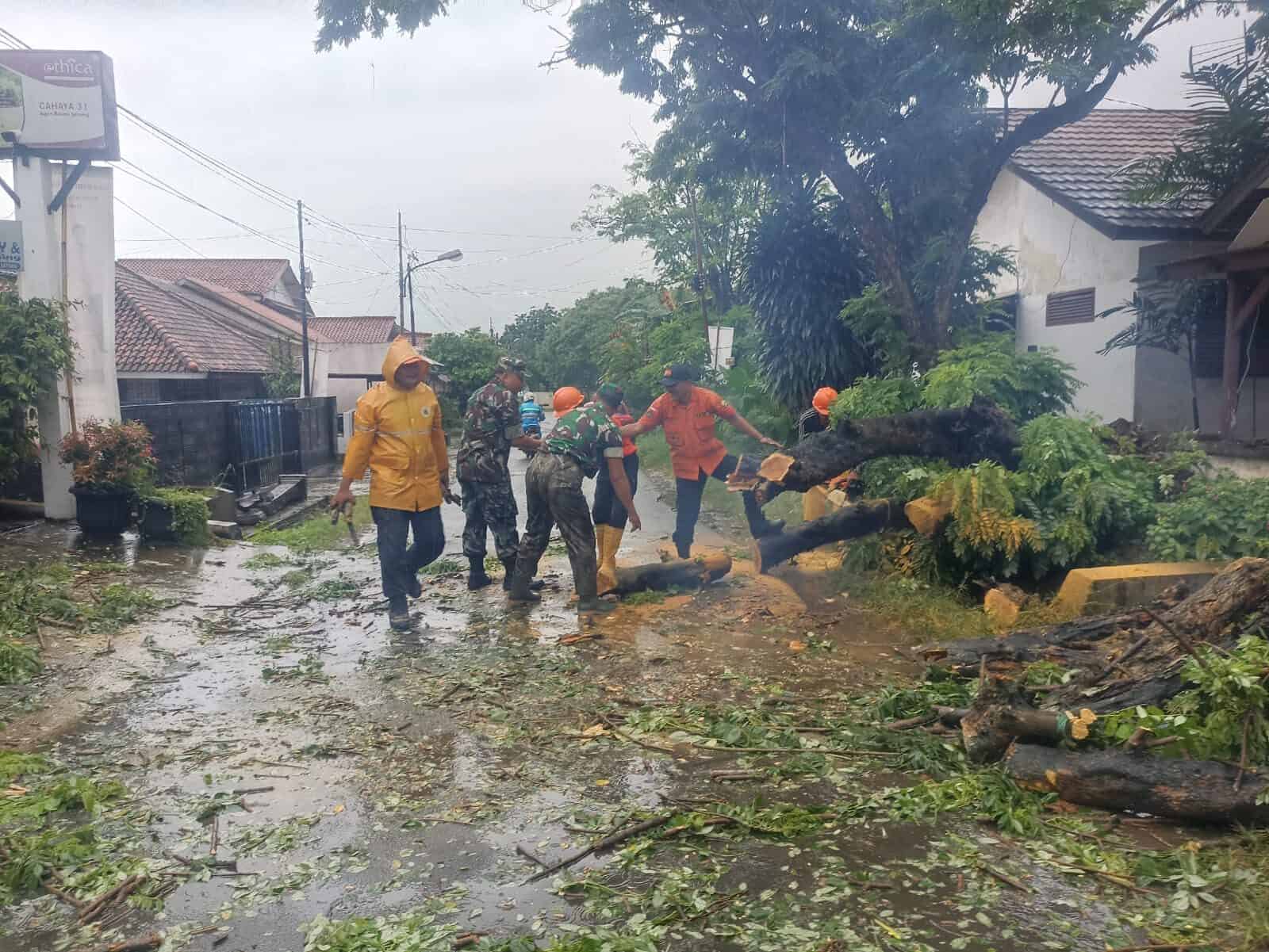 Babinsa Koramil Serang Kota Cepat Evakuasi Pohon Tumbang Yang