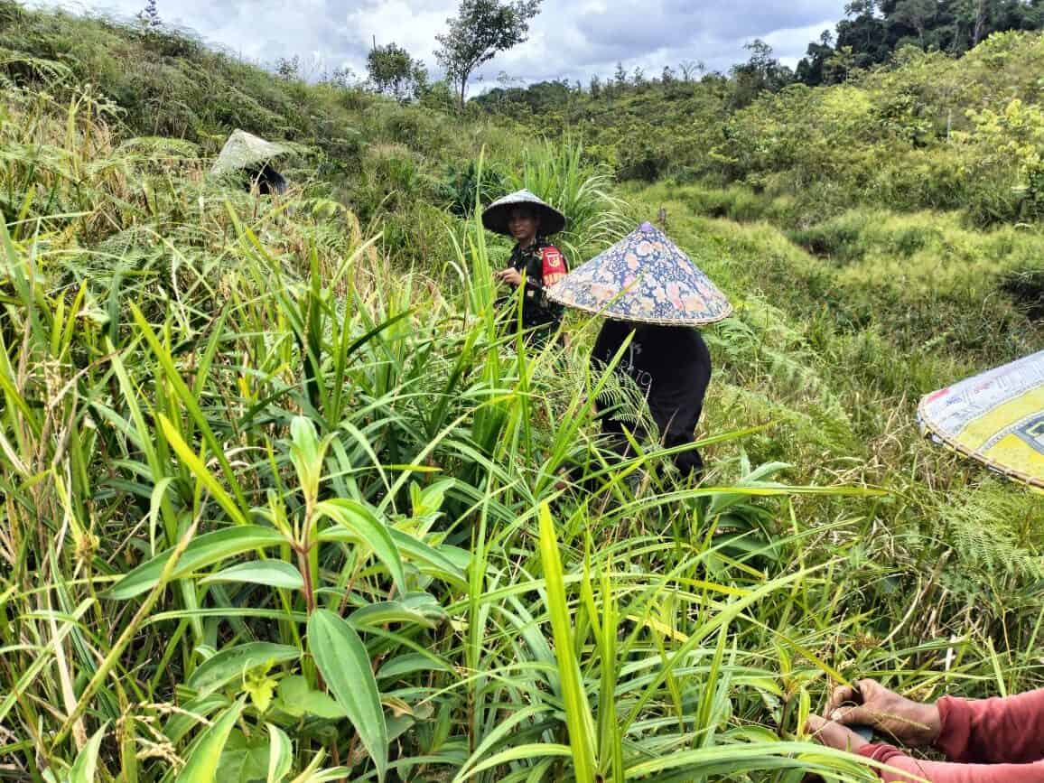 Panen Bersama Masyarakat Perbatasan Wujud Dukungan Satgas Pamtas