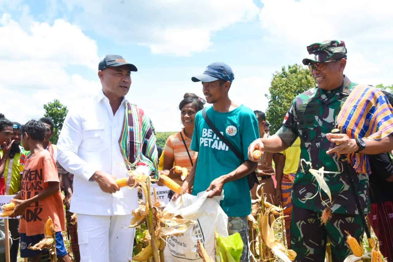 49 Hektar Lahan Dibangunkan Gubernur NTT Apresiasi Panen Raya Jagung