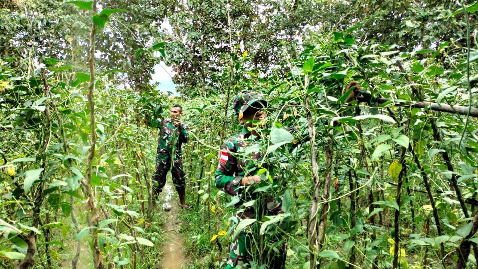 Satgas Yonif RK 744 SYB Dampingi Masyarakat Panen Kacang Panjang Di