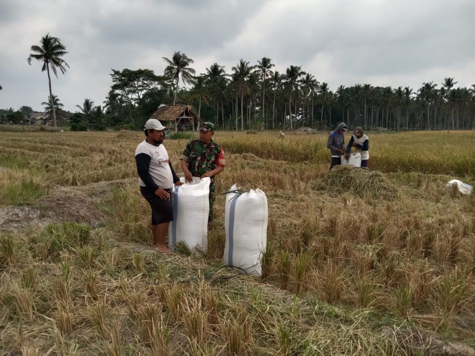 Wujudkan Ketahanan Pangan Babinsa Kodim Ls Bantu Petani Panen Padi