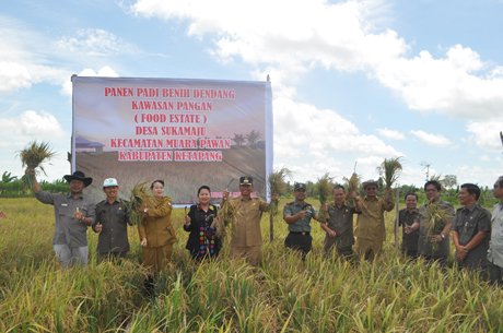 Bupati bersama Dandim 1203/Ketapang Melakukan Panen Raya Dikawasan Food Estate