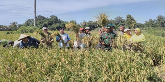 Dandim 0824 Masa Akhir Panen Bulan April Dimaksimalkan 