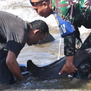 Terdampar di Pantai Klatak, Seekor Lumba-Lumba Diselamatkan Serda Muhtar