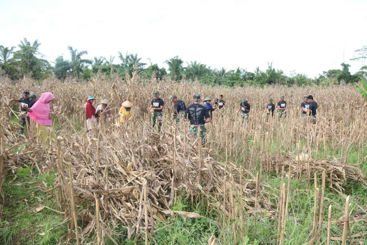 Satgas Yonif R 300 Bagikan Panen Jagung Hasil Budidaya di Lahan Tidur