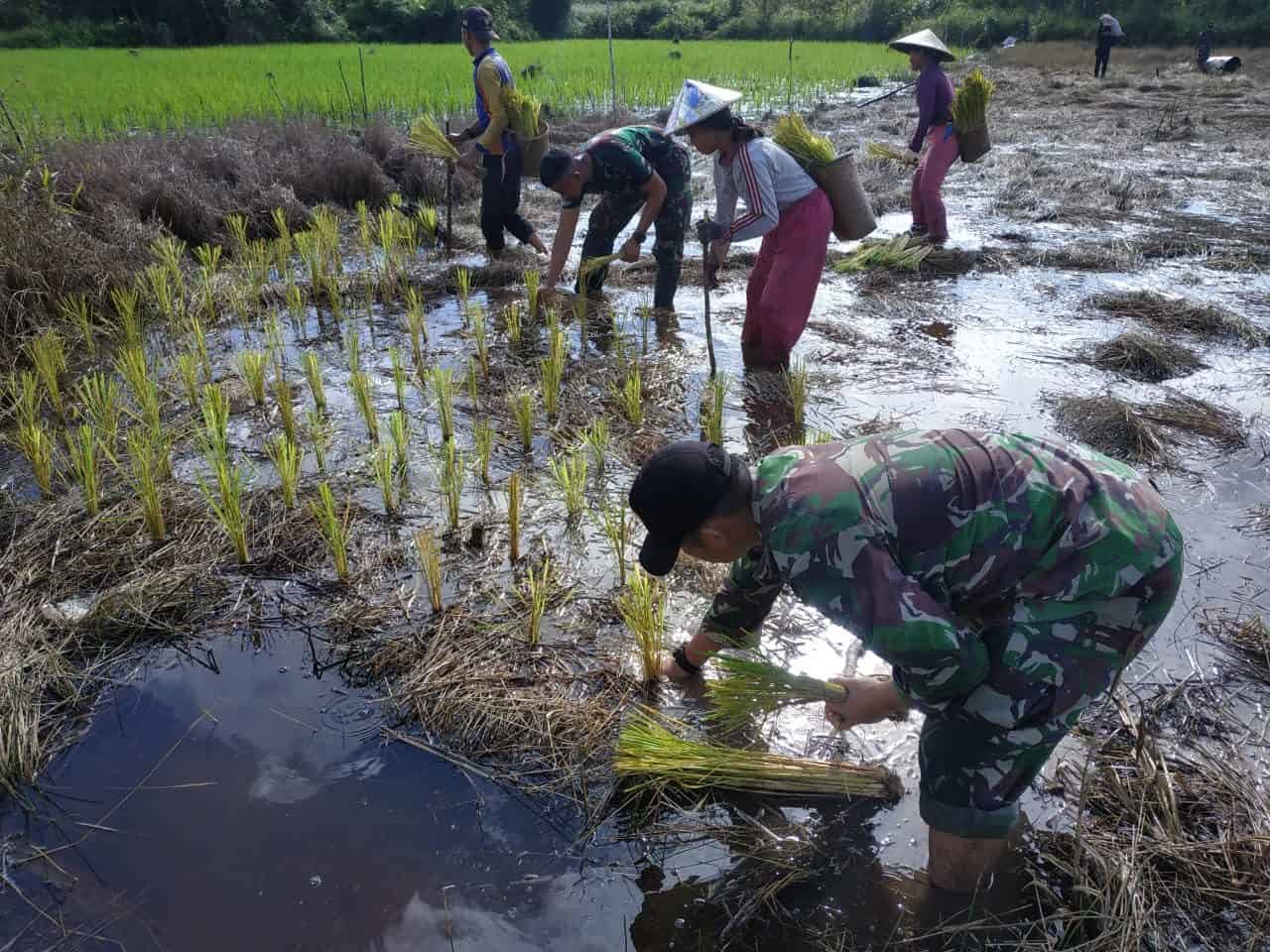 Turun Ke Sawah, Wujud Kebersamaan Satgas 133/YS Dengan Masyarakat Di Tapal Batas