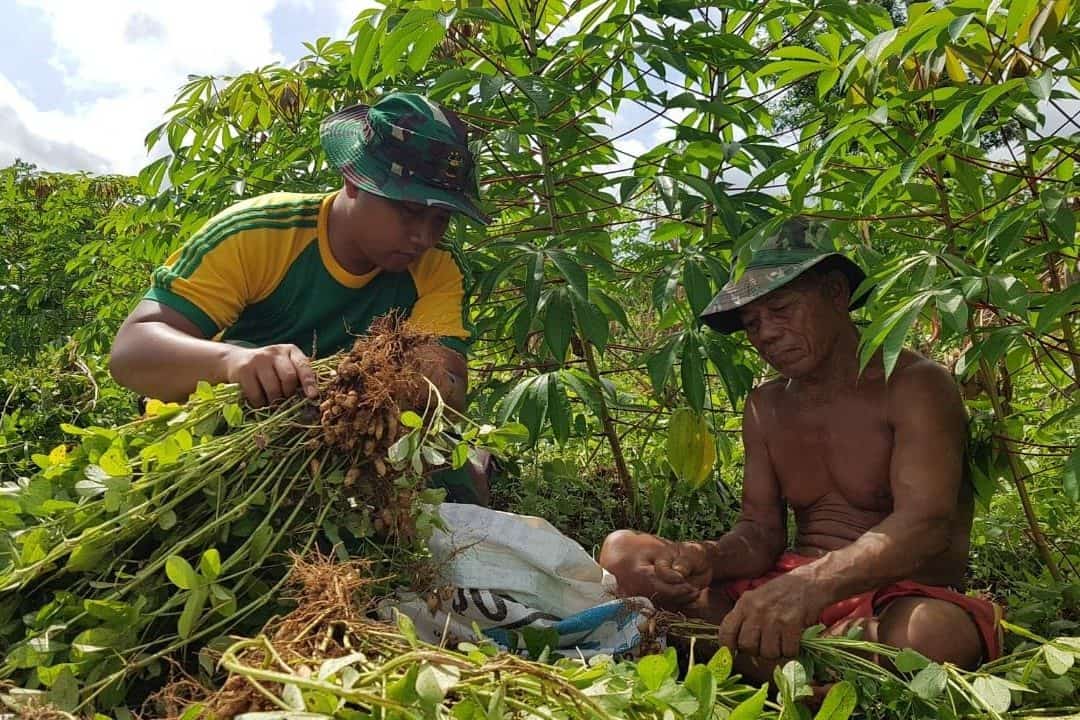 Berdayakan Lahan Kosong, Satgas Yonif 411 dan Warga Panen Kacang Tanah