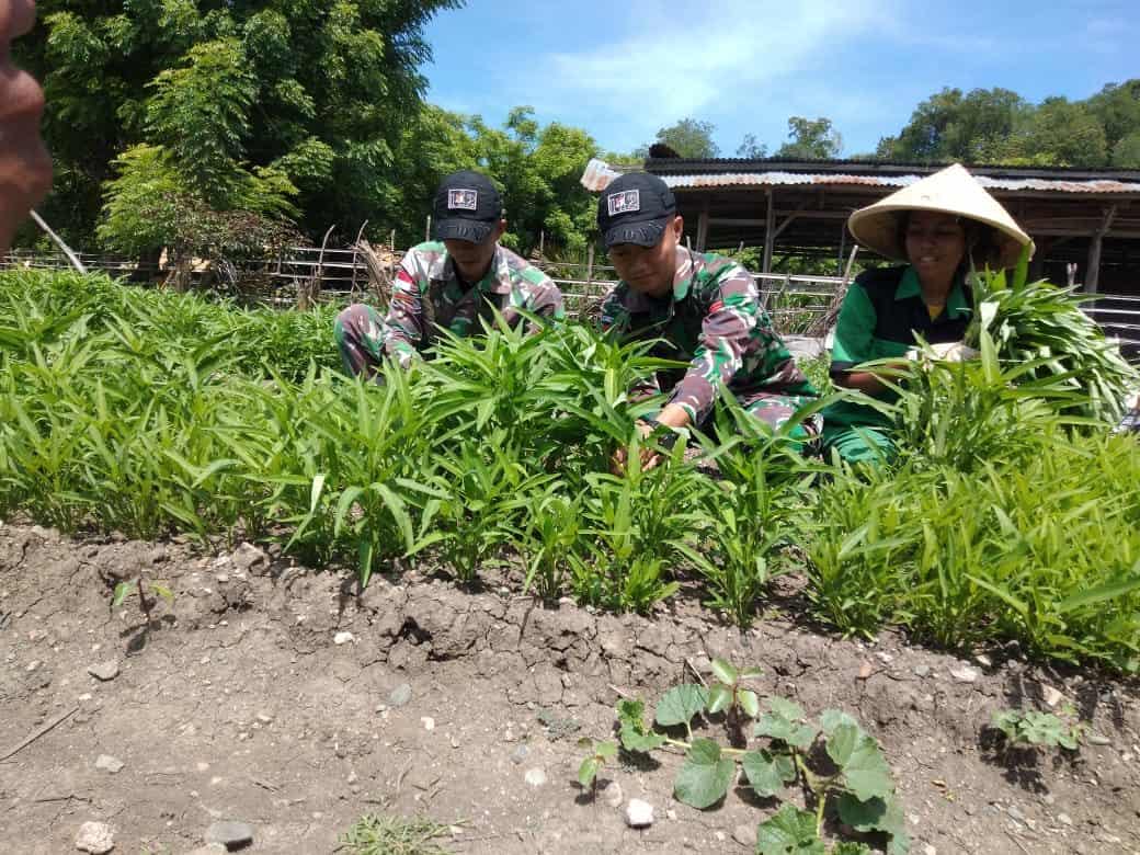 Kembangkan Hortikultura, Satgas Yonif 142 Ciptakan Ketahanan Pangan di Perbatasan