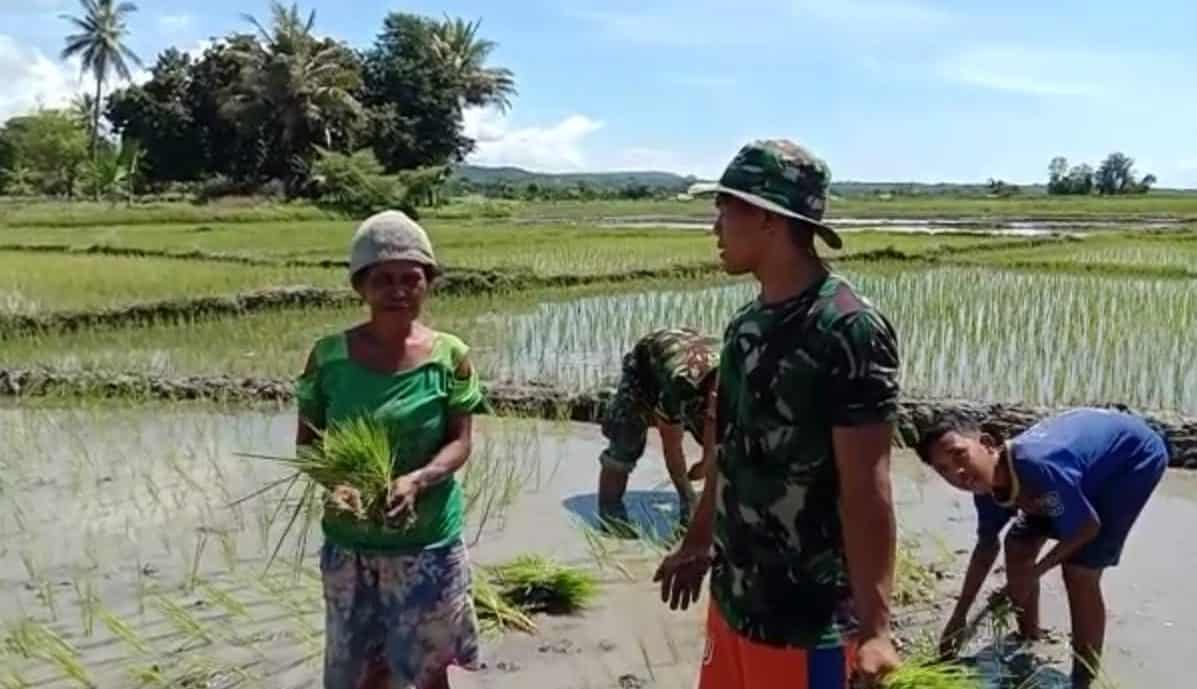 Tanam Padi, Kebersamaan Satgas Yonif 132 dan Warga Perbatasan Membangun Negeri