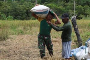 Dukung Ketahanan Pangan di Wiltas, Satgas Yonif MR 411 Bantu Panen Padi