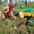 Panen Bersama Satgas Yonif MR 411 Ditengah Pandemi Corona