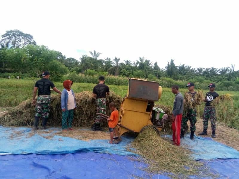 Musim Panen Tiba, Satgas Yonif 300 Bantu Petani di Perbatasan RI-PNG