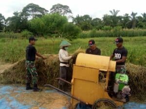 Musim Panen Tiba, Satgas Yonif 300 Bantu Petani di Perbatasan RI-PNG