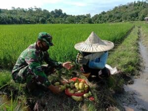 Mujarab, Mengkudu Babinsa Sertu Parwoto Bantu Petani Aceh Usir Tikus