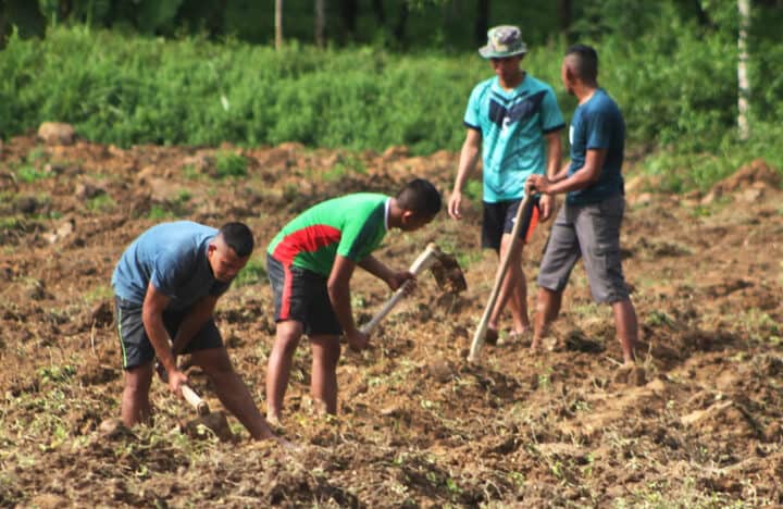 Gegara Budidaya Makanan Ular, Yonif 725 Digrebek Pejabat Sekecamatan Loea