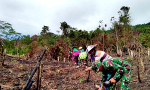 Musim Tanam Datang, Satgas Yonif R 200 Nugal Bersama Petani Padi Perbatasan