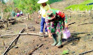 Musim Tanam Datang, Satgas Yonif R 200 Nugal Bersama Petani Padi Perbatasan