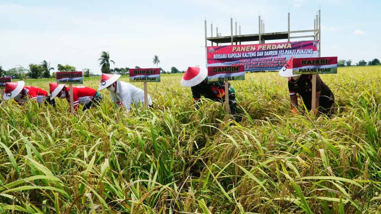 Semangati Petani, Danrem dan Kapolda Panen Perdana di Food Estate Belanti Siam