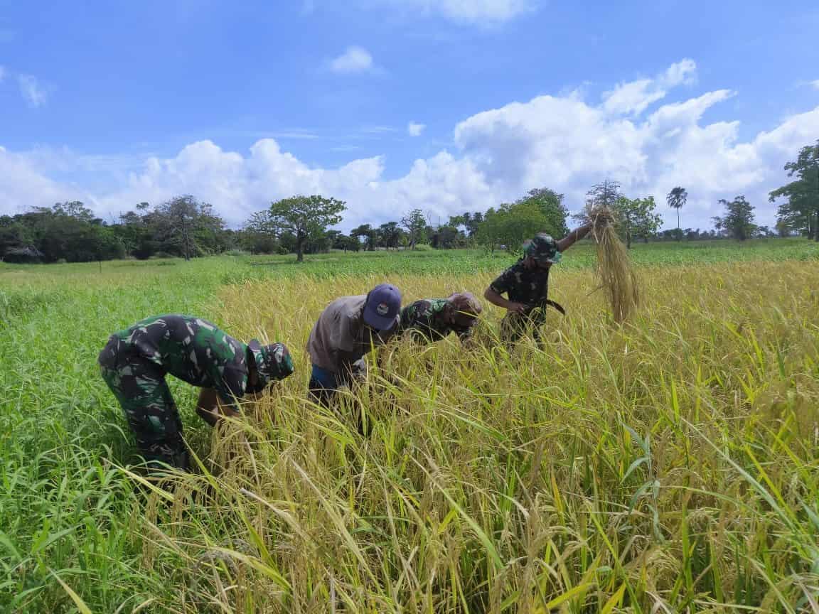 Perkokoh Kemanunggalan, Prajurit Satgas Yonif 125 Bantu Warga Panen Padi di Tapal Batas