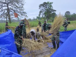 Perkokoh Kemanunggalan, Prajurit Satgas Yonif 125 Bantu Warga Panen Padi di Tapal Batas