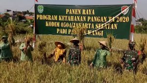 Dukung Ketahanan Pangan, Kodim 0504/JS Panen Raya Padi