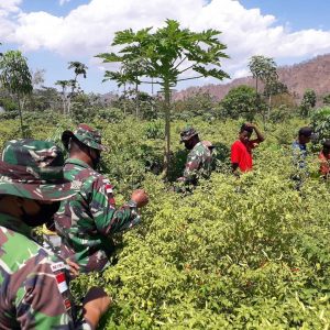 Bantu Petani Panen Cabai, Satgas Yonif RK 744 Berikan Pendampingan Berkebun