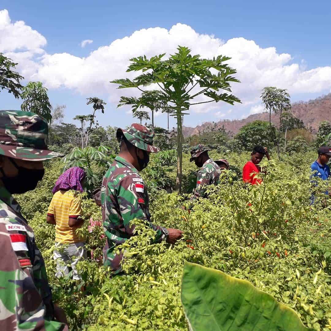 Bantu Petani Panen Cabai, Satgas Yonif RK 744 Berikan Pendampingan Berkebun