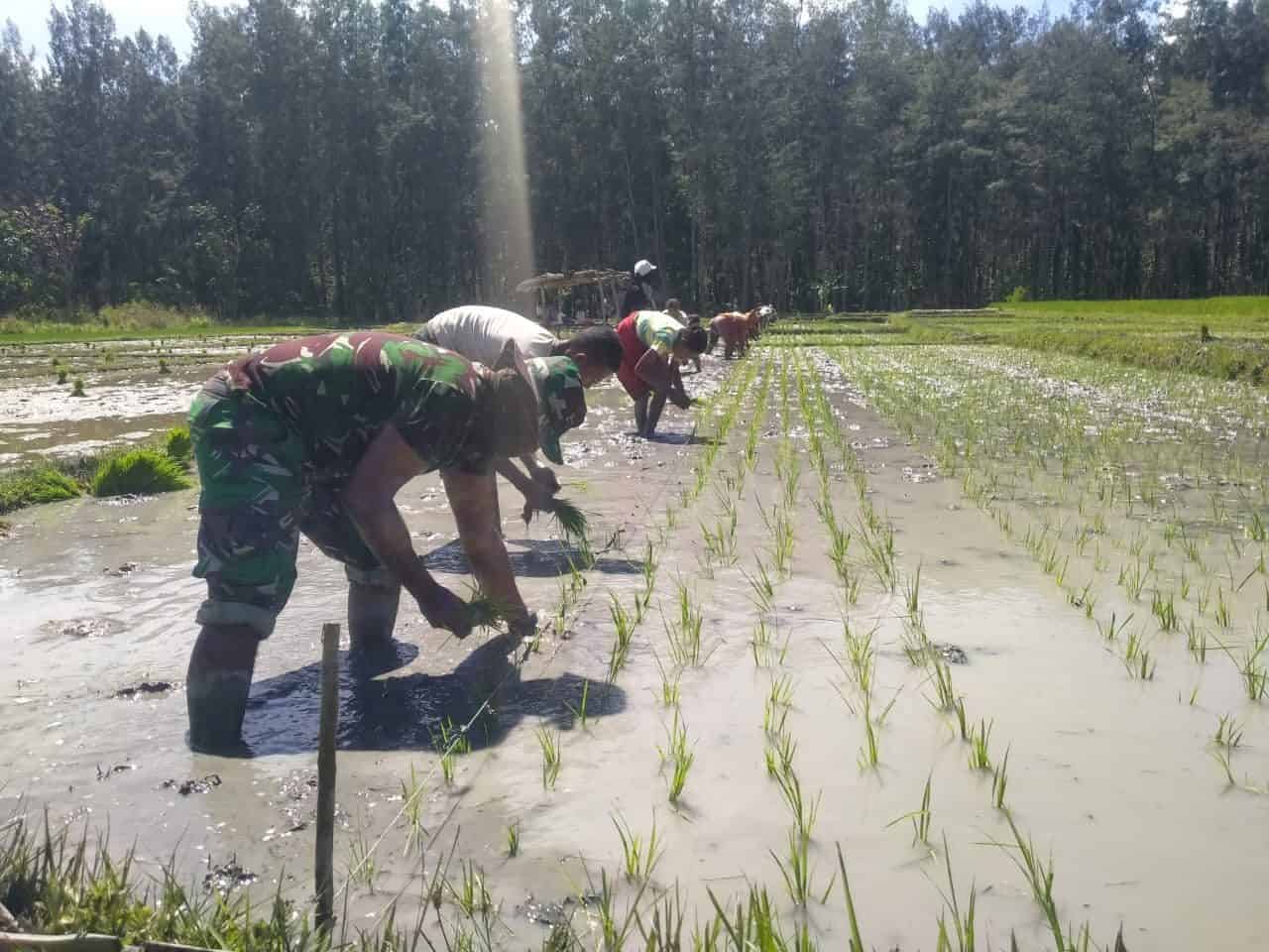 Dukung Ketahanan Pangan Perbatasan, Satgas Yonif RK 744/SYB Bantu Warga Tanam Padi