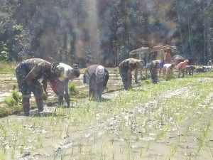 Dukung Ketahanan Pangan Perbatasan, Satgas Yonif RK 744/SYB Bantu Warga Tanam Padi