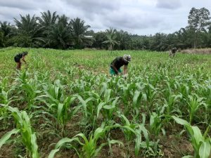 Manfaatkan Lahan Kosong, Pos Sei Ular Satgas Yonif 623/BWU Tanam Sayuran