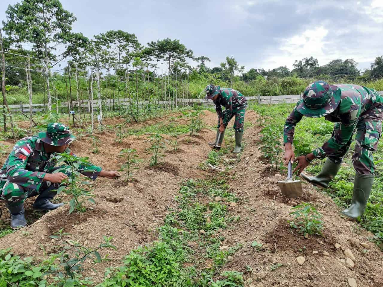 Tanam Sayuran di Lahan Kosong, Satgas Yonif 312 Bantu Ketahanan Pangan Perbatasan