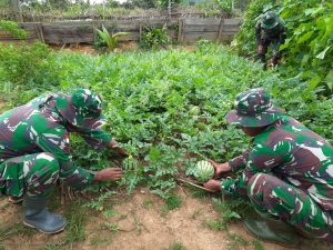 Tanam Sayuran di Lahan Kosong, Satgas Yonif 312 Bantu Ketahanan Pangan Perbatasan