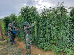 Tanam Sayuran di Lahan Kosong, Satgas Yonif 312 Bantu Ketahanan Pangan Perbatasan