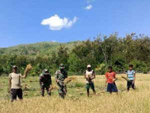 Satgas Yonarmed 3/105 Tarik Bantu Warga Natemnanu Panen Padi