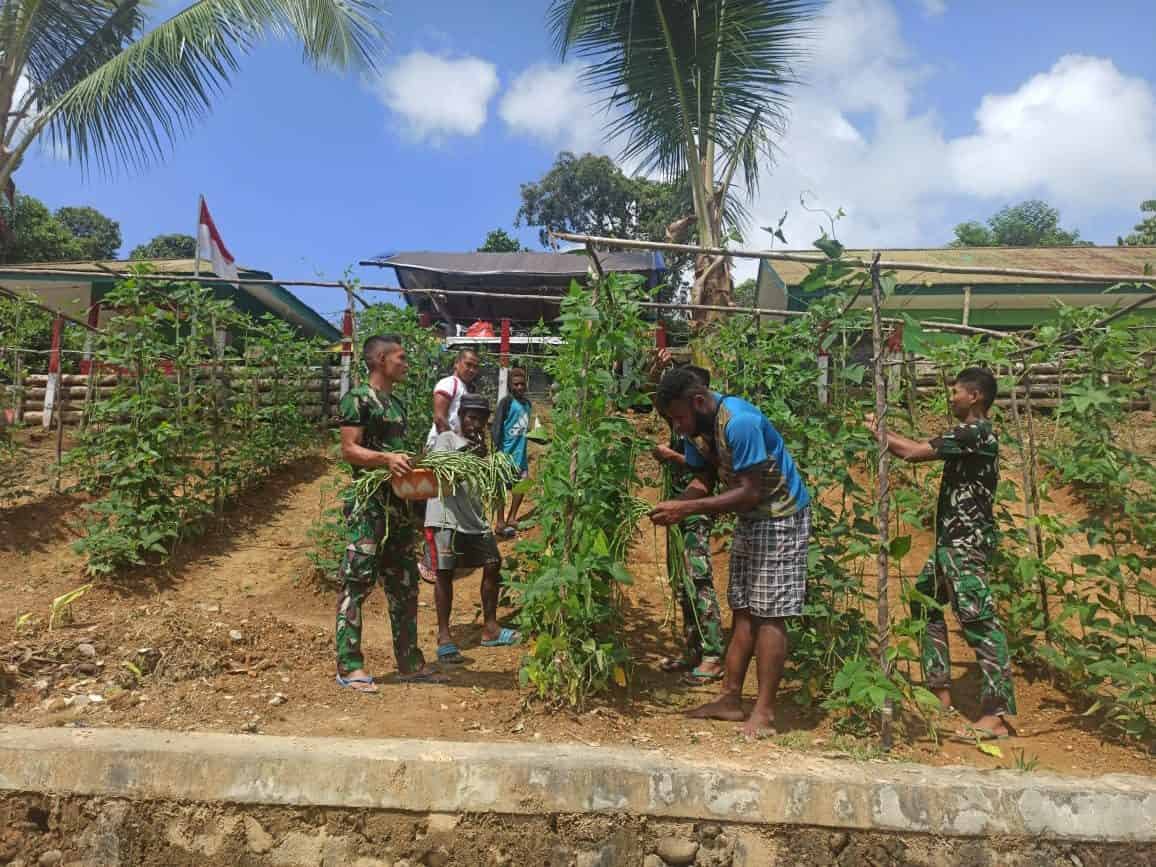 Bersama Masyarakat Kampung Ungalom, Satgas Yonif 312 Panen Kebun Olahan Prajurit