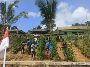 Bersama Masyarakat Kampung Ungalom, Satgas Yonif 312 Panen Kebun Olahan Prajurit