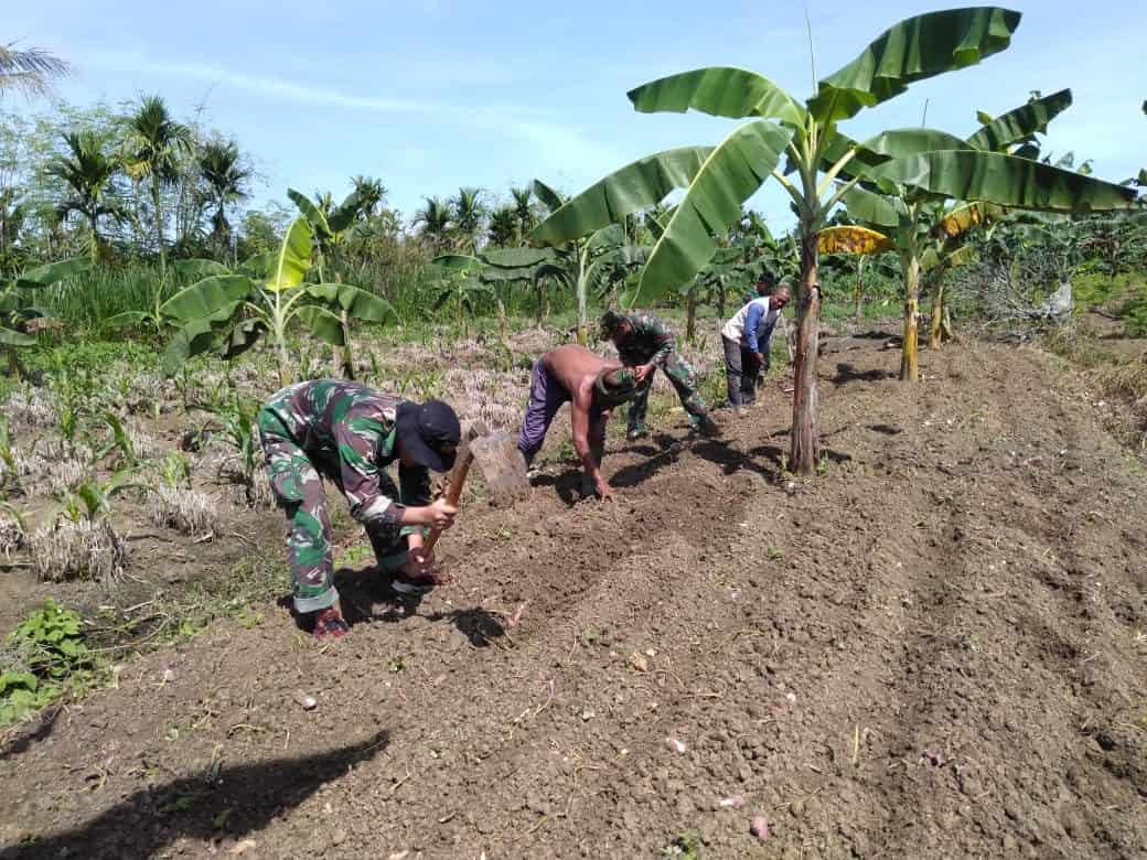 Stabilkan Ketersediaan Bahan Pokok Makanan, Satgas Yonif MR 413 Kostrad Bantu Warga Perbatasan RI-PNG Tanam Pisang