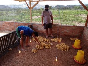 Dukung Ketahanan Pangan, Kodim 1628/SB Bangun Kandang Ternak Bebek