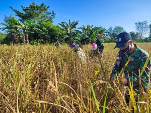 Satgas Yonif 642 Bantu Petani Desa Takek Panen Padi