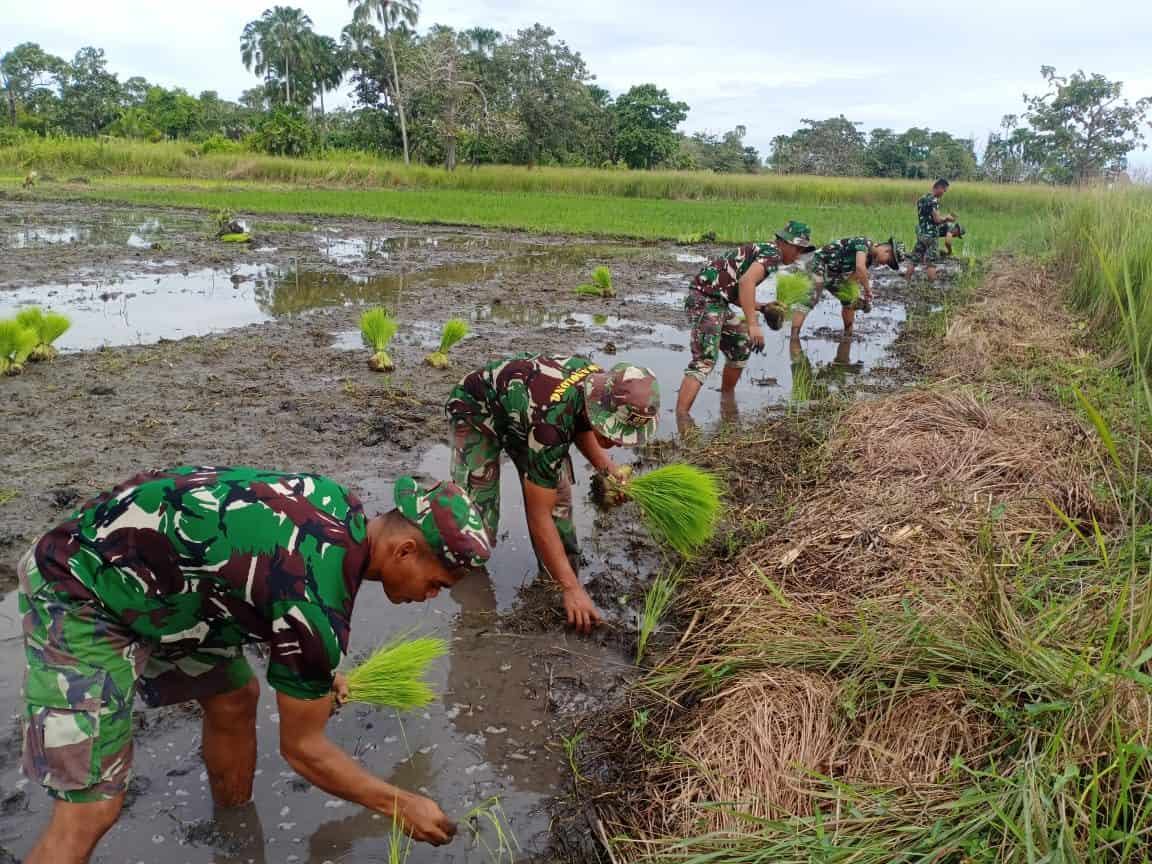 Perkuat Ketahanan Pangan, Satgas Yonif 611/AL Terjun ke Sawah