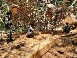 Diduga Hasil Pembalakan Liar, Satgas Yonif 642 Amankan Kayu Olahan di Hutan Jagoi Babang