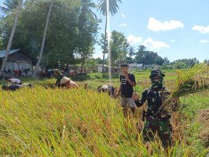 Satgas Yonarmed 6/3 Bantu Petani Desa Wejalu Panen Padi