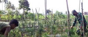 Tingkatkan Hasil Panen, Babinsa Koramil 14 TJA Dampingi Petani Cabe Desa Gampong Samakurok