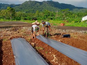 Satgas Yonif 131 dan Masyarakat Di Perbatasan RI-PNG Memanfaatkan Lahan Kosong Untuk Ketahanan Pangan