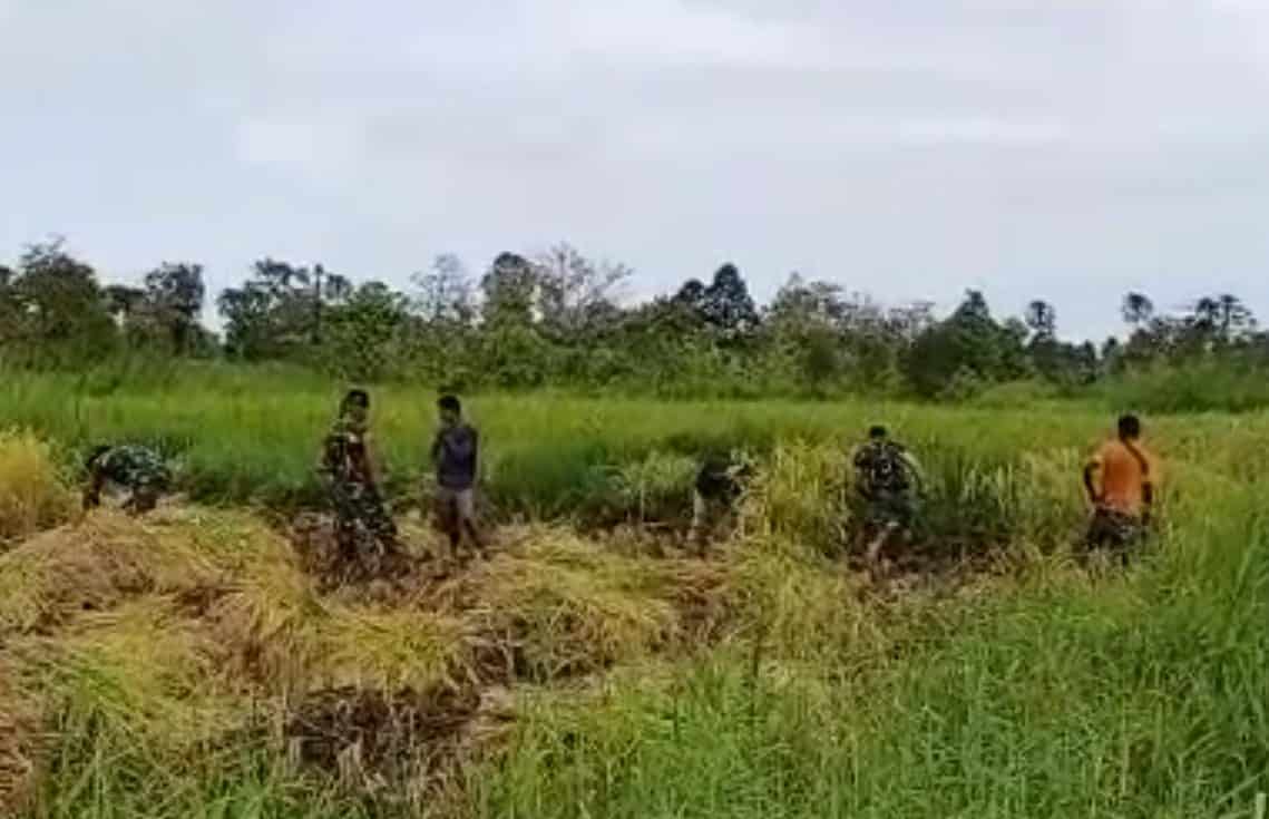 Jaga Ketahanan Pangan, Satgas Yonif 611/AWL Bantu Masyarakat Perbatasanan Panen Padi