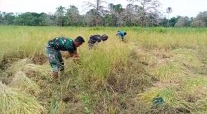 Jaga Ketahanan Pangan, Satgas Yonif 611/AWL Bantu Masyarakat Perbatasanan Panen Padi