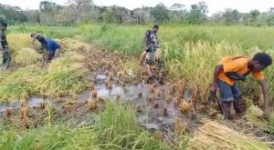 Jaga Ketahanan Pangan, Satgas Yonif 611/AWL Bantu Masyarakat Perbatasanan Panen Padi