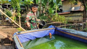 Manfaatkan Lahan Kosong, Satgas Yonif 403 Budidaya Ikan Lele di Perbatasan RI-PNG