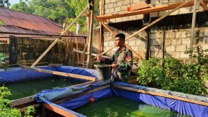 Manfaatkan Lahan Kosong, Satgas Yonif 403 Budidaya Ikan Lele di Perbatasan RI-PNG