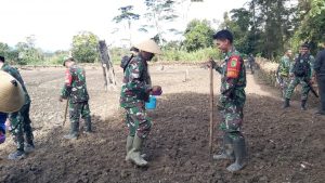 Wujudkan Ketahanan Pangan, Kodim 1702/Jayawijaya Lakukan Penanaman Kedelai di Araboda